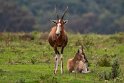 088 Port Elizabeth, Pumba Private Game Reserve, Zuid-Afrika